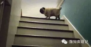 家里汪星人上楼梯，最后被喵星人嘲笑了!