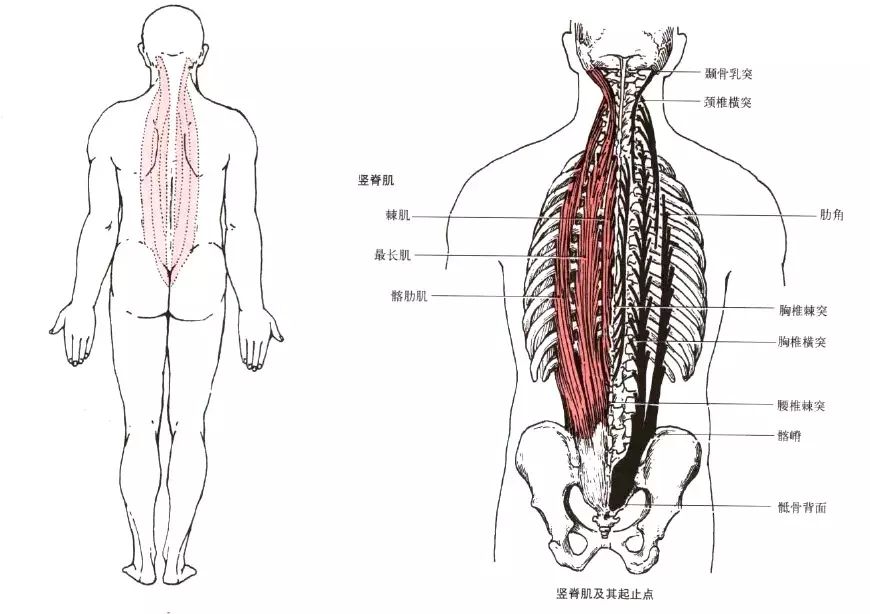 案例分享 背痛vs腰痛 孚真堂