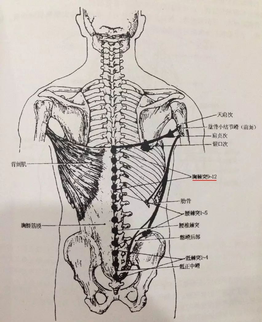 解剖车站 足太阳经筋的筋结点与结筋病灶点 十五 孚真堂