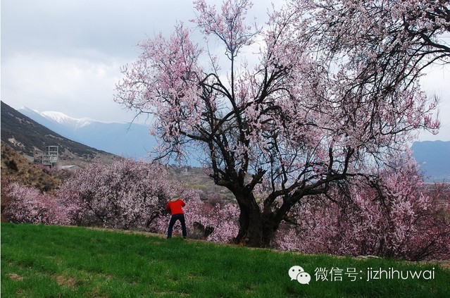 去西藏林芝山下看最美的桃花之春