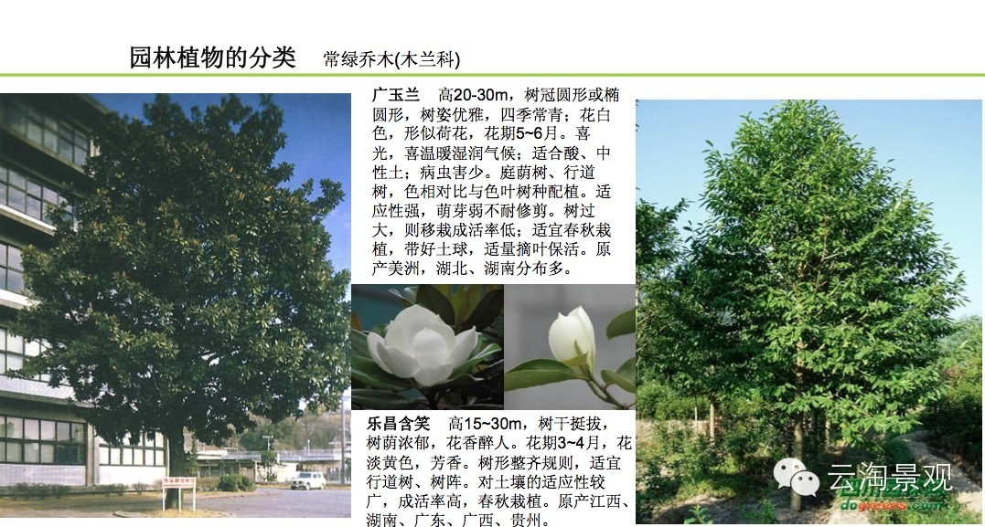 【精】64张图告诉你关于园林植物与花卉的全部知识！