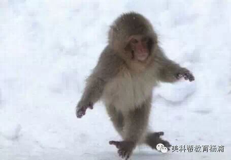 一場名叫“老爸老媽帶我去動(dòng)物園”的活動(dòng)