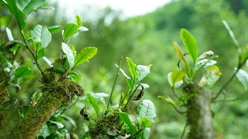 《素问蒙顶黄芽》杨瑞:茶事小考——蒙顶黄芽 《素问蒙顶黄芽》杨瑞:茶事小考——蒙顶黄芽