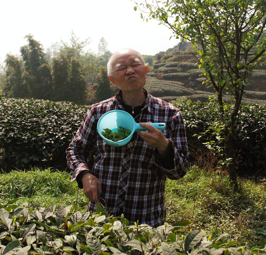 《素问蒙顶黄芽》杨瑞:茶事小考——蒙顶黄芽 《素问蒙顶黄芽》杨瑞:茶事小考——蒙顶黄芽