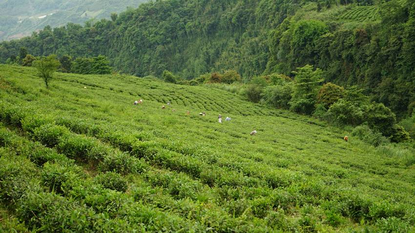 《素问蒙顶黄芽》杨瑞:茶事小考——蒙顶黄芽 《素问蒙顶黄芽》杨瑞:茶事小考——蒙顶黄芽