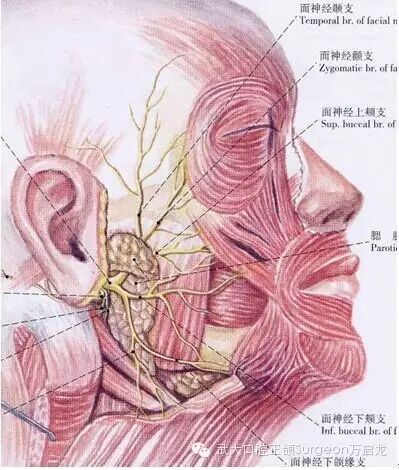 浅谈德云社相声演员岳云鹏的腮腺“小瘤”