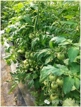 �������ܵģ�զ�������أ������̻����������ײͣ�����ƪ��