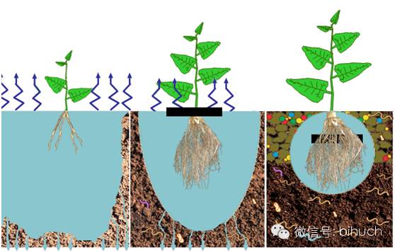 创建植物地下“小水库”――_融地美节约灌溉用水研究简报
