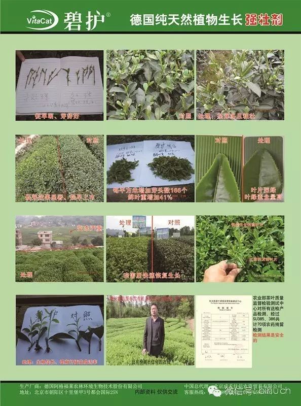碧护在各种作物上的应用技术方案――茶叶版