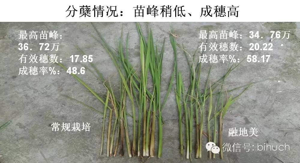 一次告诉你：融地美为什么能让水稻抗逆增产？