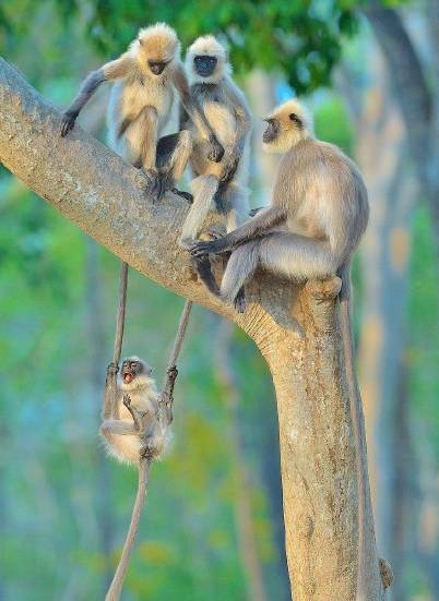 猜成语画了狗尾巴写貂_狗尾巴花图片(3)