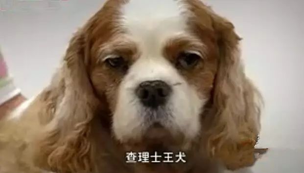 人在对纯种猫狗的追求中 都造了哪些孽 果壳精选