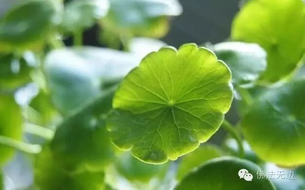 风水算命是有道理,却容易让人起偷心 - 广行法师 - 广行佛教 风水算命是有道理,却容易让人起偷心 - 广行法师 - 广行佛教