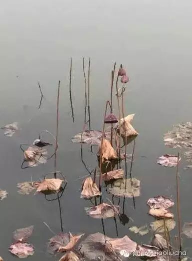 留得残荷听雨声