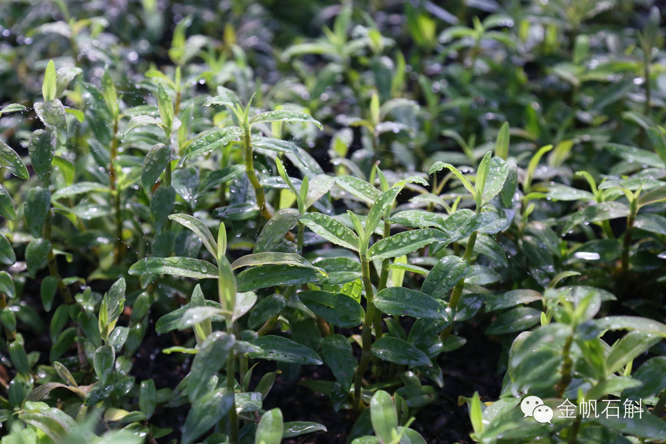 铁皮石斛到底是几年生的最好？