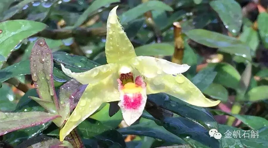 铁皮石斛到底是几年生的最好？