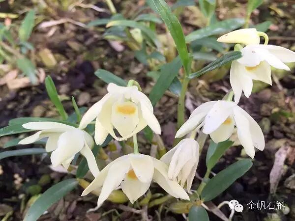 铁皮石斛到底是几年生的最好？