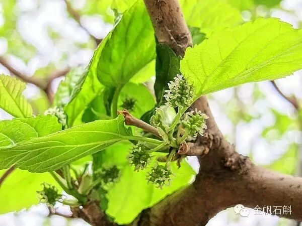 你不知道的建水美食——马桑花