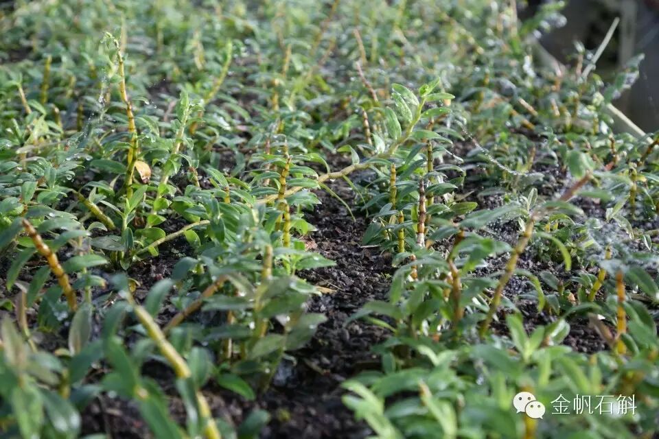 铁皮石斛原来是这么＂厚肠胃＂的