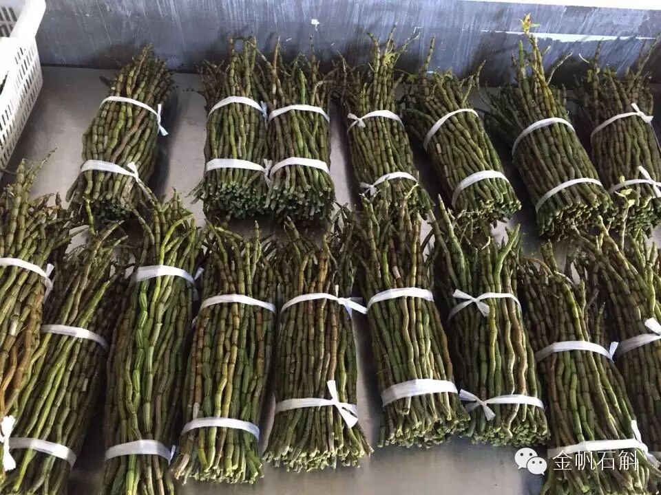 铁皮石斛原来是这么＂厚肠胃＂的