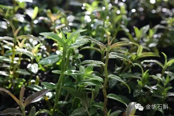 铁皮石斛原来是这么＂厚肠胃＂的