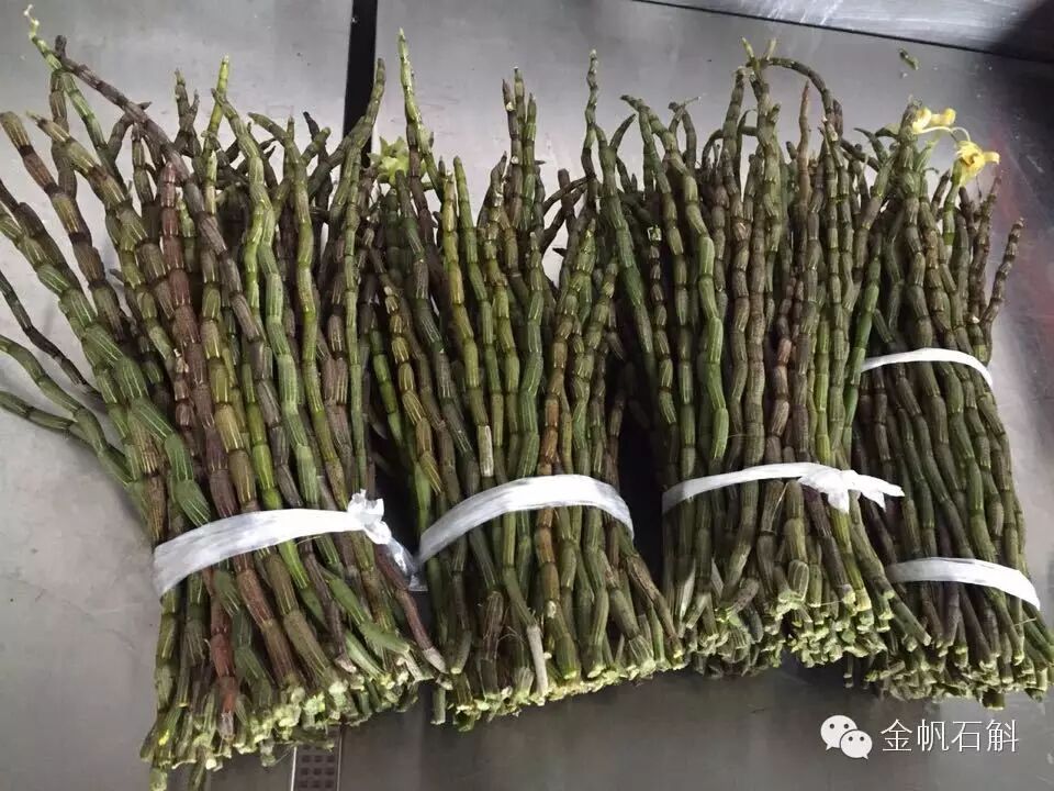 铁皮石斛原来是这么＂厚肠胃＂的