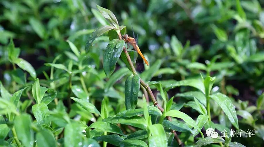 铁皮石斛原来是这么＂厚肠胃＂的