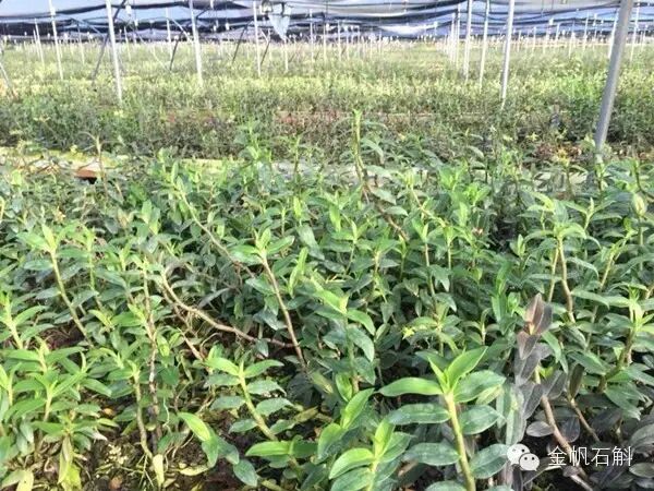 铁皮石斛到底是几年生的最好？