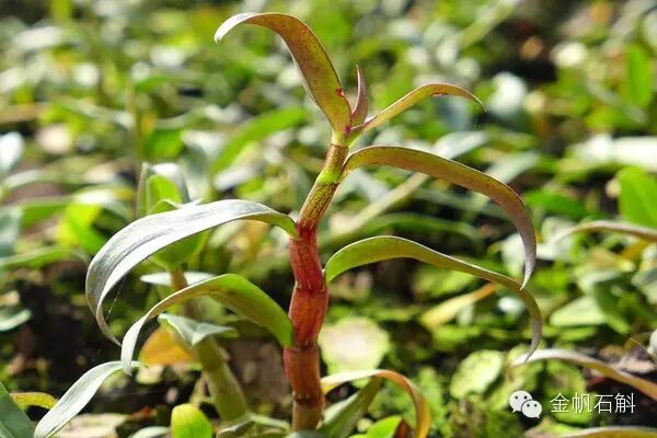 铁皮石斛到底是几年生的最好？