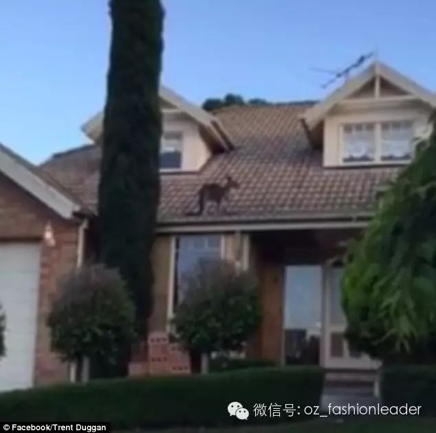 澳洲“飞天”袋鼠居然跳上了屋顶，怕摔死撑6小时后被射下来