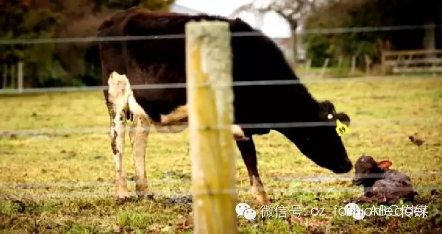 这个偷拍新西兰奶牛的纪录片彻底震惊了世界....
