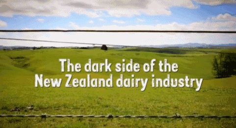 这个偷拍新西兰奶牛的纪录片彻底震惊了世界....