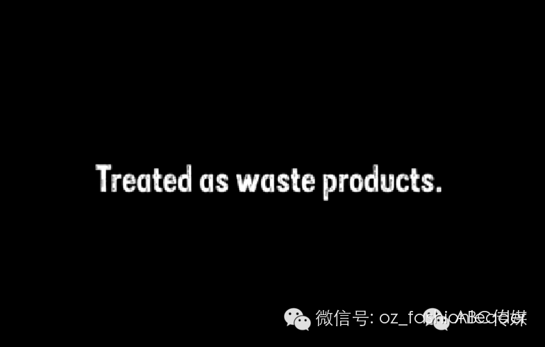 这个偷拍新西兰奶牛的纪录片彻底震惊了世界....