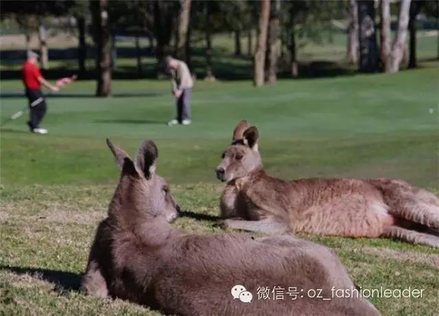 除非你去过澳大利亚，否则你一定不会相信接下来将要看到的事实