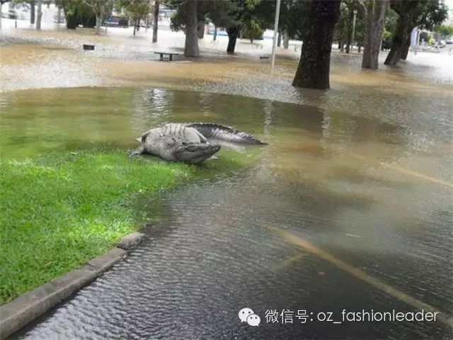 除非你去过澳大利亚，否则你一定不会相信接下来将要看到的事实