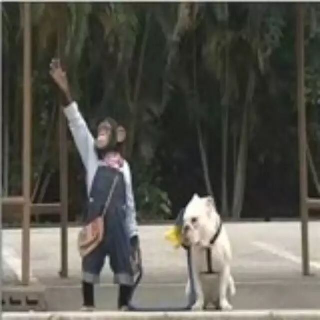 爆笑! 狗狗被猩猩牵着坐公交！