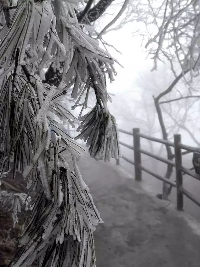 三月飞雪君山巅  百里画廊赏不完