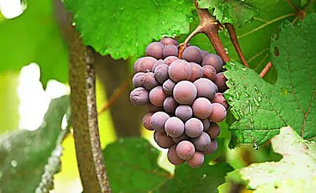pott mar11 sourgrapes.jpg