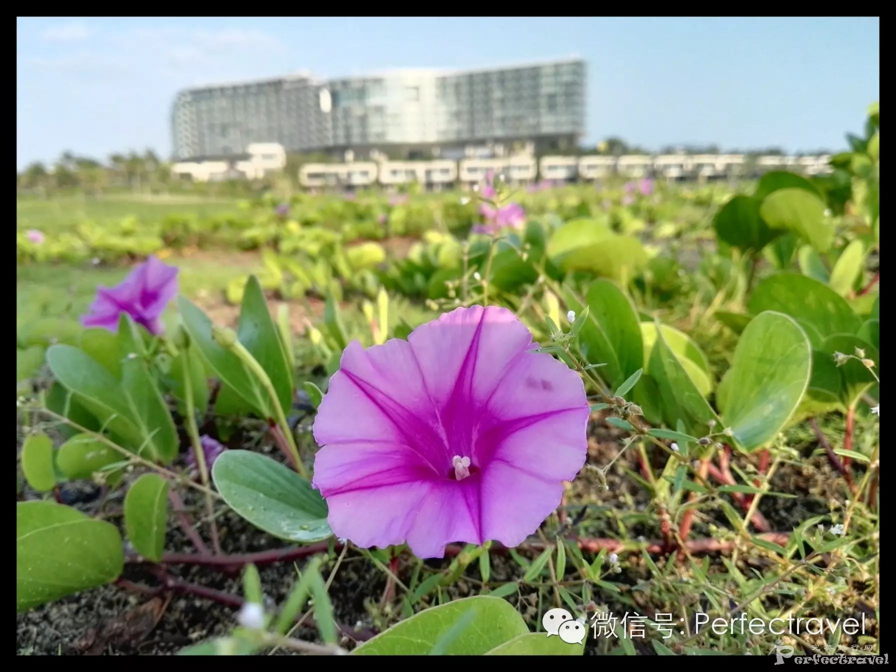 “寻梦之旅”——蓝湾绿城威斯汀度假酒店体验之旅 “寻梦之旅”——蓝湾绿城威斯汀度假酒店体验之旅