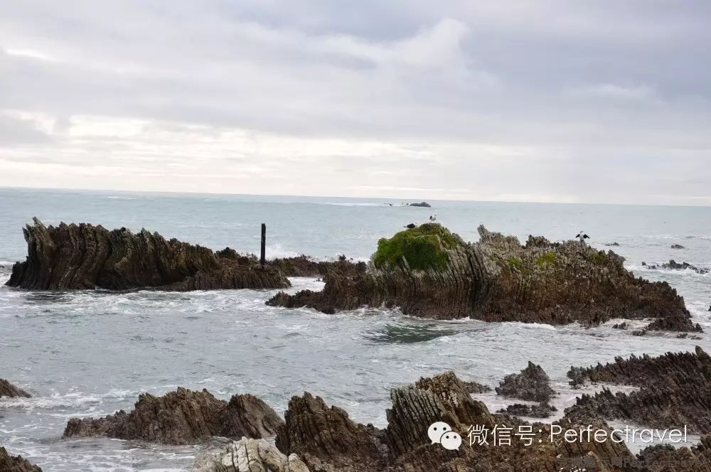 鲸鱼,海豚,海豹:动物大集合 鲸鱼,海豚,海豹:动物大集合