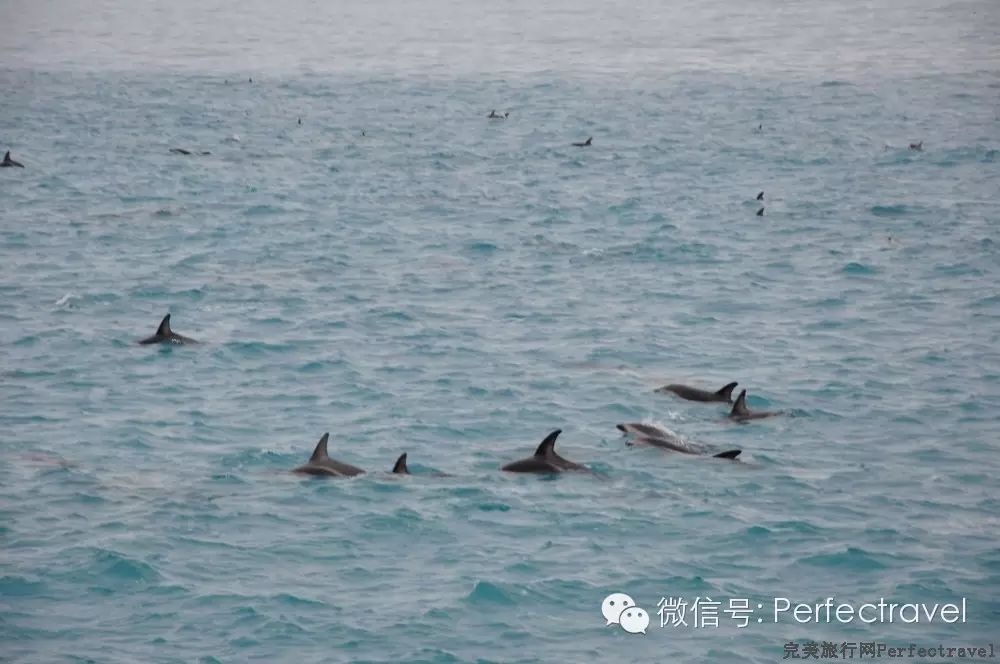 鲸鱼,海豚,海豹:动物大集合 鲸鱼,海豚,海豹:动物大集合