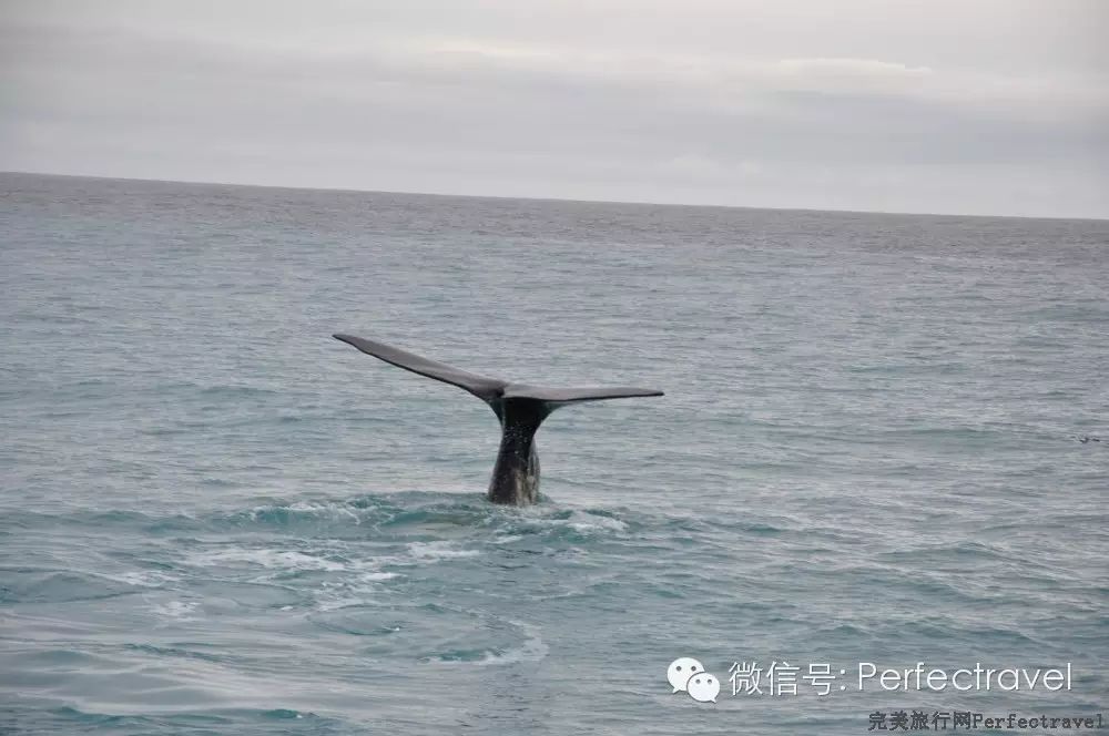 鲸鱼,海豚,海豹:动物大集合 鲸鱼,海豚,海豹:动物大集合
