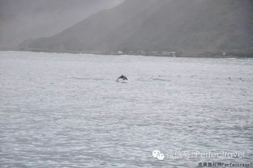 鲸鱼,海豚,海豹:动物大集合 鲸鱼,海豚,海豹:动物大集合