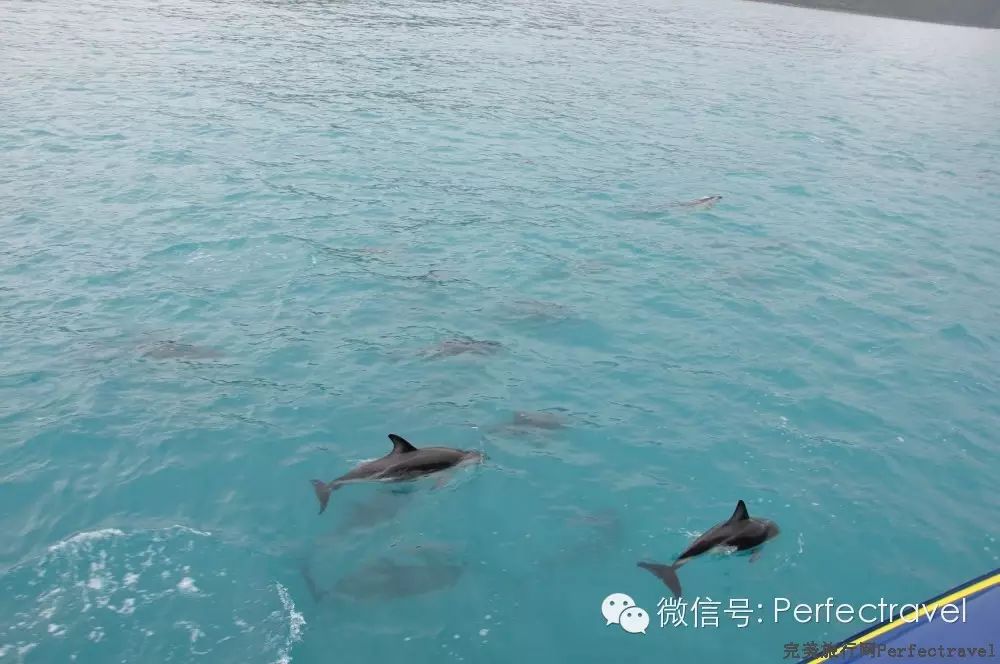 鲸鱼,海豚,海豹:动物大集合 鲸鱼,海豚,海豹:动物大集合