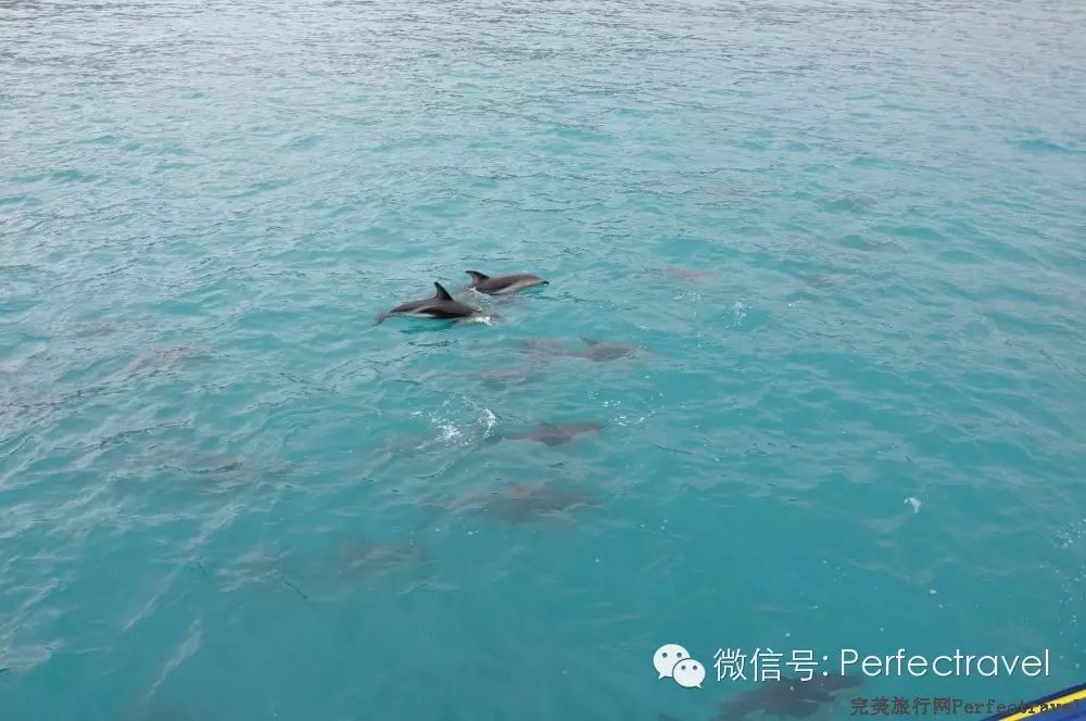 鲸鱼,海豚,海豹:动物大集合 鲸鱼,海豚,海豹:动物大集合