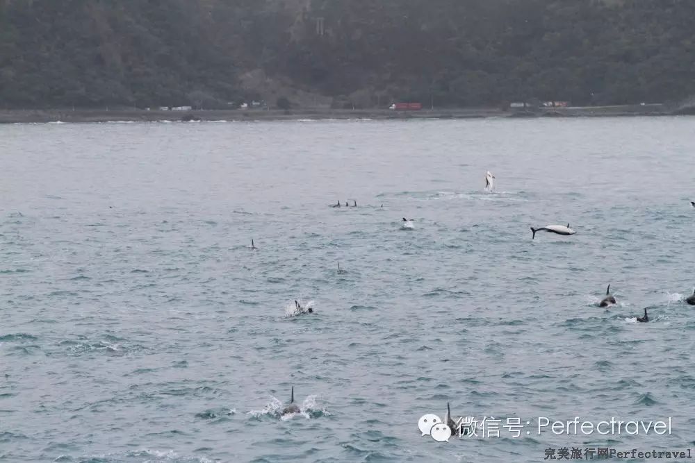 鲸鱼,海豚,海豹:动物大集合 鲸鱼,海豚,海豹:动物大集合
