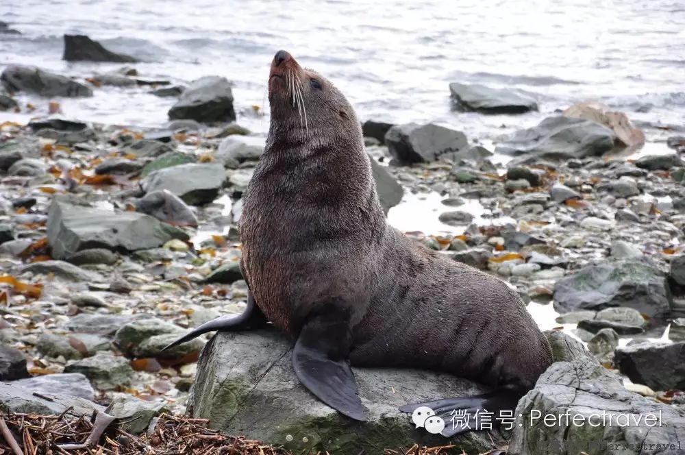 鲸鱼,海豚,海豹:动物大集合 鲸鱼,海豚,海豹:动物大集合