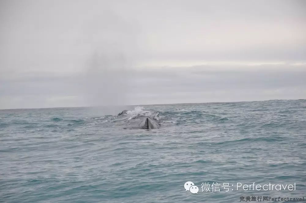 鲸鱼,海豚,海豹:动物大集合 鲸鱼,海豚,海豹:动物大集合