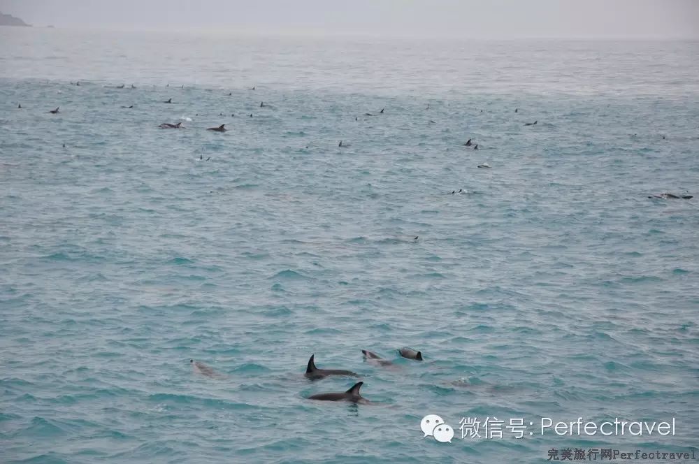 鲸鱼,海豚,海豹:动物大集合 鲸鱼,海豚,海豹:动物大集合