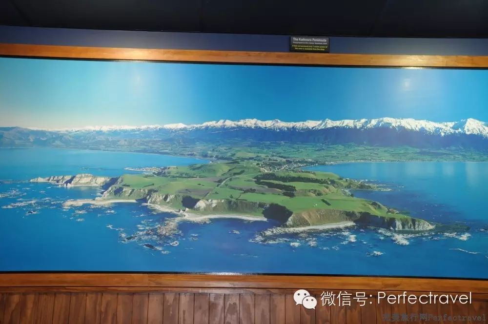 鲸鱼,海豚,海豹:动物大集合 鲸鱼,海豚,海豹:动物大集合